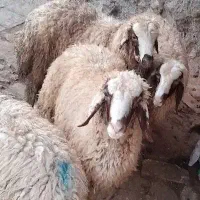 بره نر