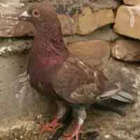 کبوتر