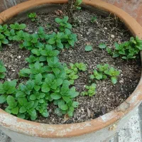 گل طبیعی آکواریوم اواژور مجسمه سانسورها دیفن باخیا