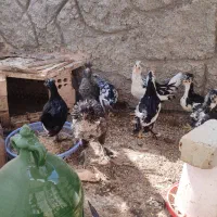 جوجه مرغ وخروس