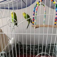 فروش مرغ عشق نروماده