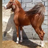 اسب نریان کرد کره پهلوان لارتی