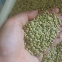 عدس کالپوش