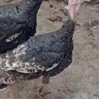 سلام یک بوقلمو کرچ به فروش می‌رسد