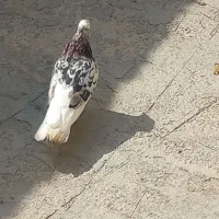 کبوتر یا کفتر