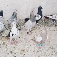 کبوتر پرشی