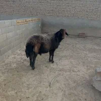 سلام قوچ افشاری سرخ خوش استیل