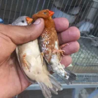 فنچ اورنج،نرگسی