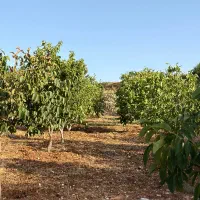 فروش باغ میوه‌ و گردو دزلی
