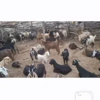 ۲۰ عدد بز داشتی با کهرش به قیمت خوب