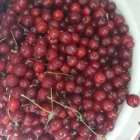 آلبالو تازه چیده