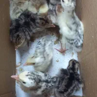 جوجه بوقلمون