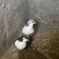لچکی مهر بدونه ایراد