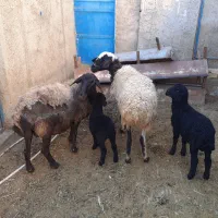 میش بره دارفروشی