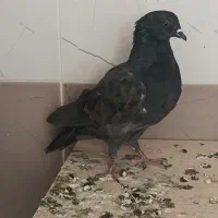 کفتر