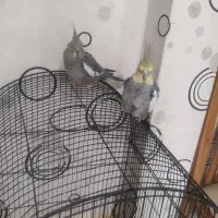 عروس هلندی