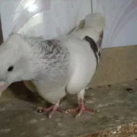 کفتر
