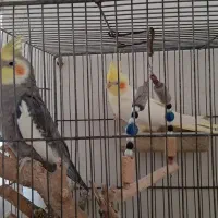 عروس هلندی و مرغ