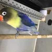 شاه طوطی  کوتوله پاربلو