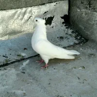 کبوتر رنگی
