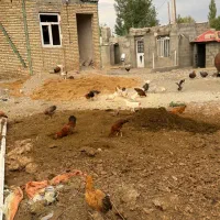 مرغ تخم گذار جوجه گلین