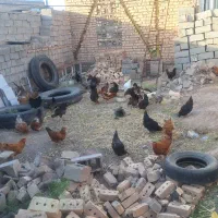 42عدد مرغ تخم گذار جوان