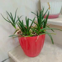 تعدادی گلدان سفالی و پلاستیکی نو و درحدنو
