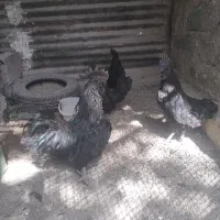 مرغ وخروس ایام سمانی