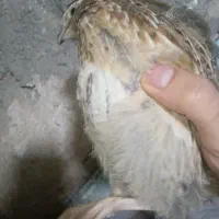بلدرچین کشتنی