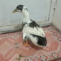 اردک|پرنده|زاهدان, |دیوار