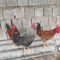 خروس برای فروش