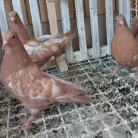 پنج تا جوجه بهبهونی