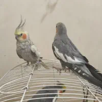 عروس هلندی جفت