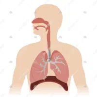 دمنوش‌  همراه سلامت ریه و تنفس بهتر