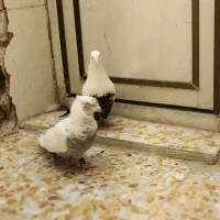 یک جفت کفتر دمبی