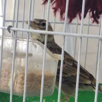 سهره خاکی|پرنده|زنجان, |دیوار