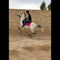 فروش اسب اصیل نژاد کرد