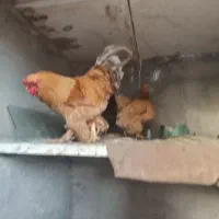 تخم نطفه دار پرنده