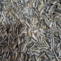 تخمه آفتابگردان