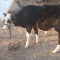 فروش گوساله ،بدره روستای زید