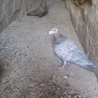 نامبر یک جفت نر ماده غریب
