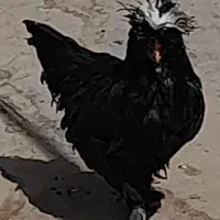 مرغ سلطان  وخروس  شهر فایم