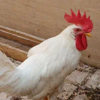 مرغ وخروس بالغ