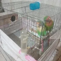 طوطی کوتوله با قفس