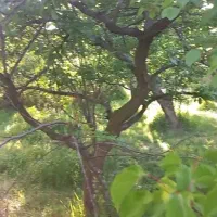 فروش-و-معاوضه-شهریار