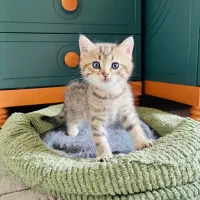 گربه اسکاتیش * فوری *