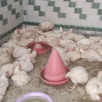 مرغ زنده با کالابرگ 310