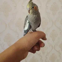 عروس هلندی