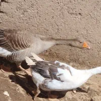 غاز