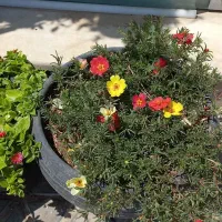 گلدان های بزرگ پراز گل